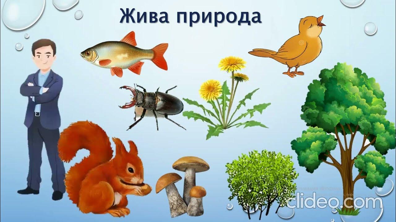 Заняття з ознайомлення з природним довкіллям.Тема:Жива та нежива ...