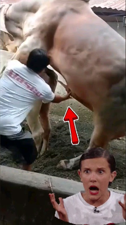 cows breeding #trending  #viralvideo #viralshorts #cows #animals