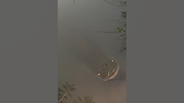 Cận cảnh con cá khổng lồ #cacconvat #docla #fishing