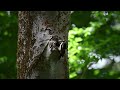 Woodpecker feeds its chicks, June 2022