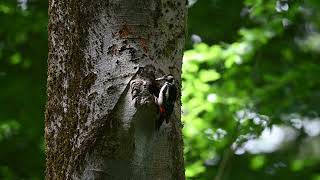 Woodpecker feeds its chicks, June 2022