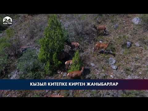 Video: Новосибирск облусунун Кызыл китебине кирген жаныбарлар: сүрөттөмө, сүрөт