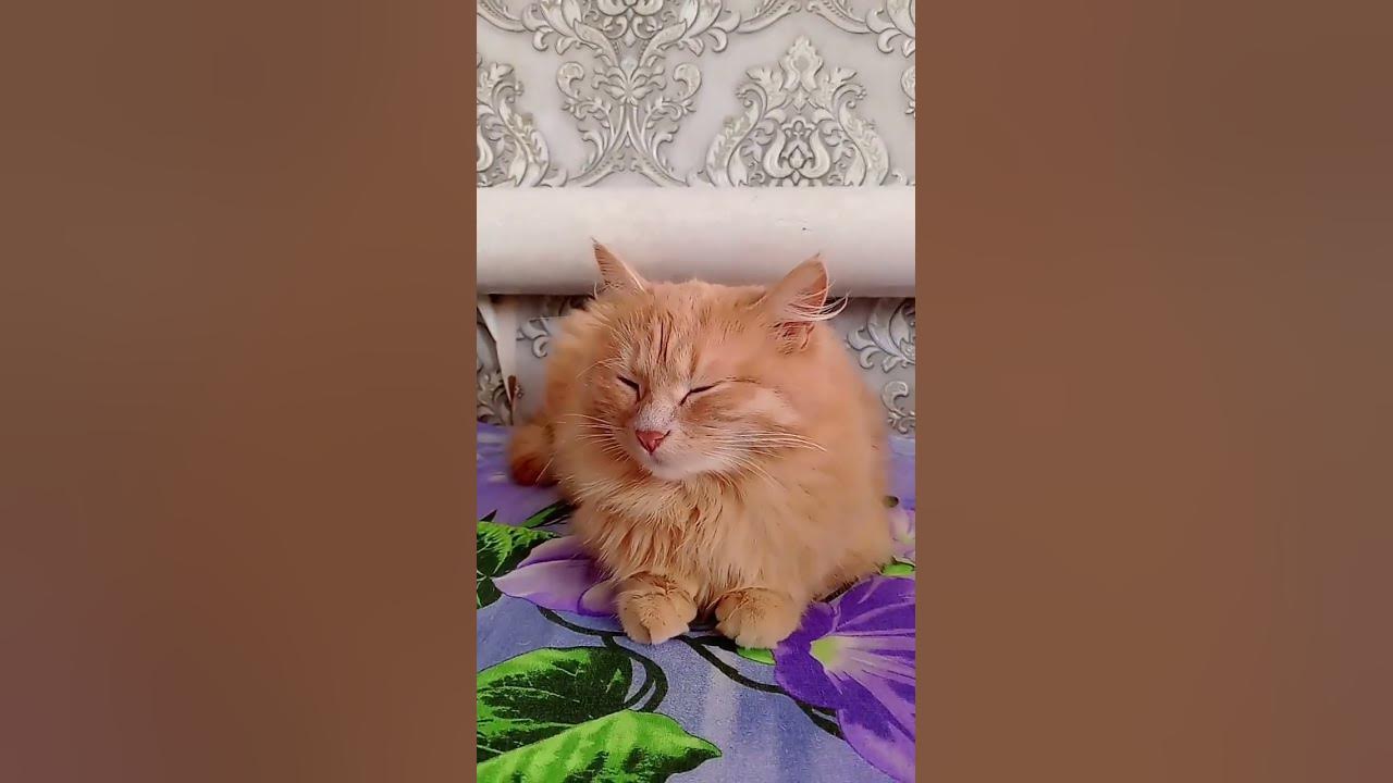 перчик капуста - YouTube