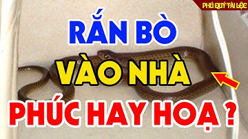 Tự Nhiên Thấy RẮN BÒ VÀO NHÀ Là Điềm Báo MAY MẮN HAY TAI ƯƠNG, Hầu Hết Ai Cũng Hiểu Sai