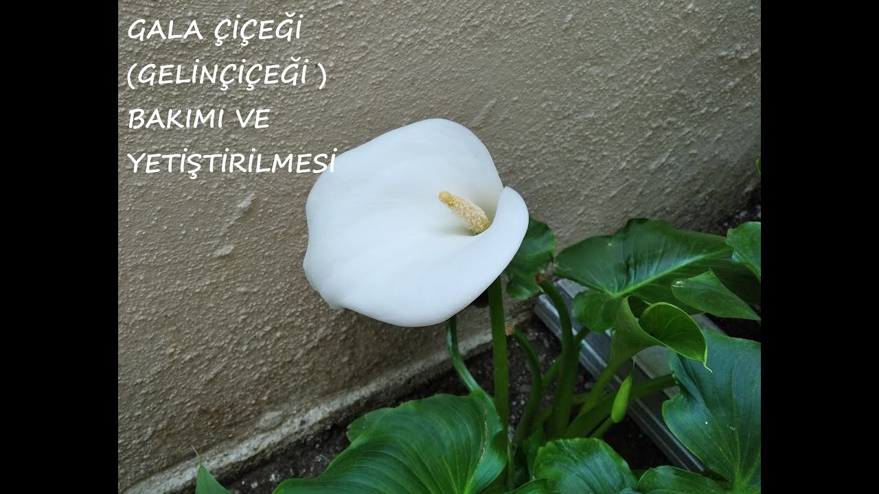 BAHÇEMDEKİ AÇMIŞ OLAN GALA ÇİÇEKLERİM / (CALLA LİLY) GELİN ÇİÇEĞİ NEDİR BAKIMI NASIL OLMALIDIR.