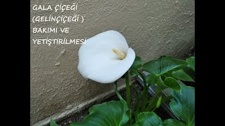 Bahçemdeki̇ Açmiş Olan Gala Çi̇çekleri̇m Calla Li̇ly Geli̇n Çi̇çeği̇ Nedi̇r Bakimi Nasil Olmalidir.