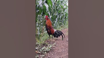 gà rừng mã đỏ cực xong.qaib qus liab khav tiag tiag