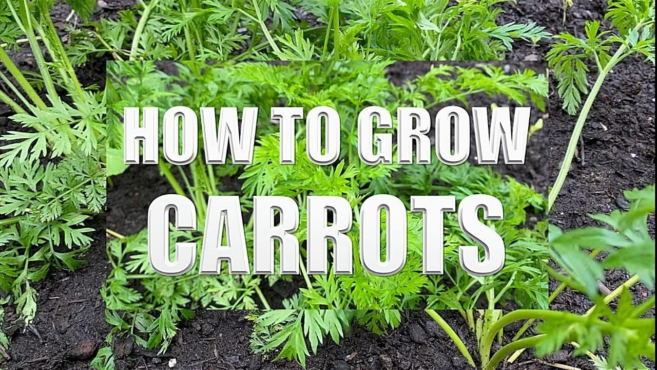 When Do You Plant Carrots In East Texas When Do You Plant Carrots In East Texas