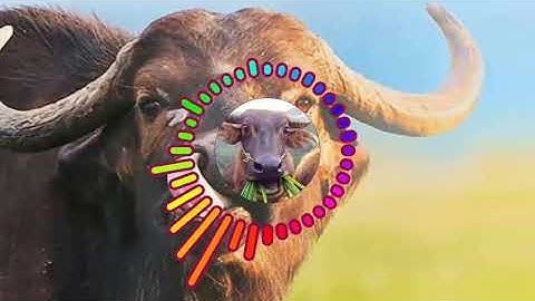 Chuyện tình truồng trâu 🐃