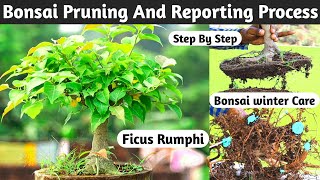 Ficus Rumphi Pruning And Reporting Process