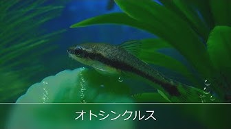 オトシンクルス Youtube オトシンクルス Youtube