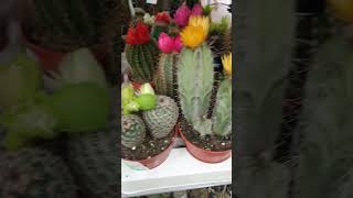 Ура🥳 | Солнце🌞 | Зыринг в Леруа Мерлен 👀 #cactuslover