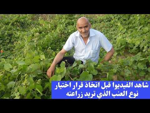 السر الذي يجب ان تعرفه قبل زراعة العنب إختيار نوع العنب المناسب لمناخك أمر بالغ الأهمية