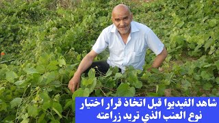 السر الذي يجب ان تعرفه قبل  زراعة العنب /  إختيار نوع العنب المناسب لمناخك أمر بالغ الأهمية.