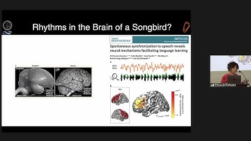Neural oscillations and bird song rhythms - Ana Amador, Universidad de Buenos Aires