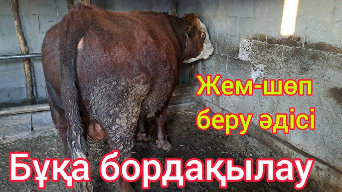 Боксшы жекпе-жектен кейін балапанды сиқыған. Тіс дәрігері емделушіні жопаға сиғызды.