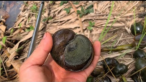 Câu cá bắt ốc mùa nước nổi