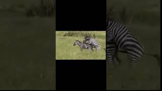 zebra mating | zebra lion | baby zebra | lion zebra | zebra baby