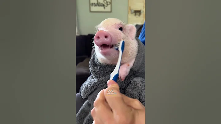 Funny cute pigs core 🐖 #funny #pig #funnyanimals #pets #animals #cute #fyp #baby