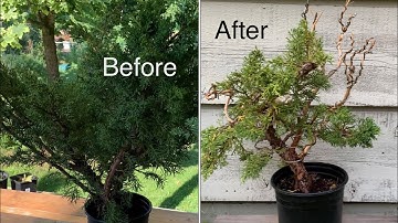 Shimpaku Juniper Bonsai - Initial Design $20 Nursery Stock