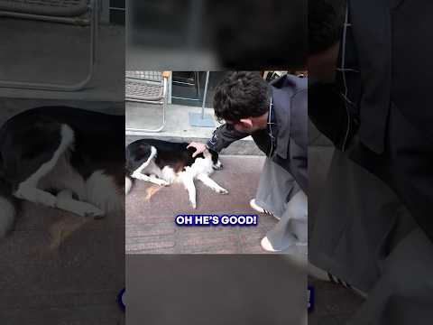 Thumbnail for petting every street dog i meet in China