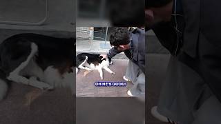 Petting Every Street Dog I Meet In China
