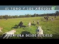 Toros de Prieto de la Cal: traslado de becerros, aventura desde el cielo | Toros desde el cielo