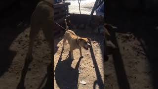 Pitbull Köpek Cinsi̇ Çeki̇m Instagram