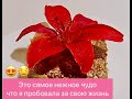 САМЫЙ БЫСТРЫЙ И ВКУСНЫЙ ТОРТ ИЗ ПЕЧЕНЬЯ БЕЗ ВЫПЕЧКИ  ВСЕГО ЗА 15 МИНУТ!