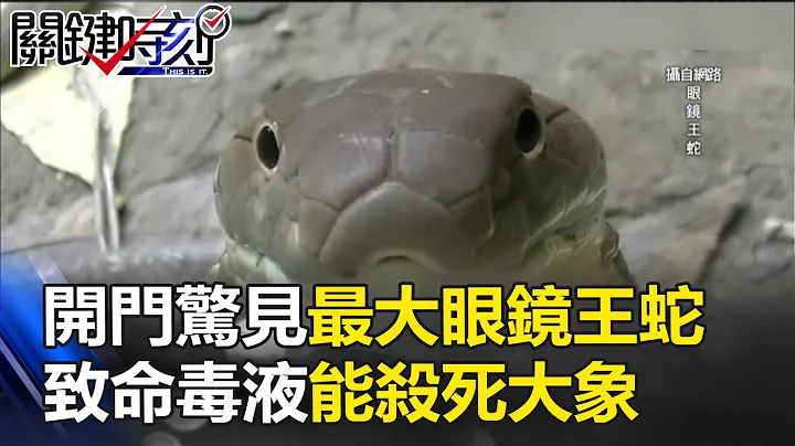 咚！咚！开门惊见世界最大「眼镜王蛇」 致命毒液能杀死一头大象！ 关键时刻 20170713-3 黄创夏 黄世聪 马西屏 朱学恒 - 天天要闻