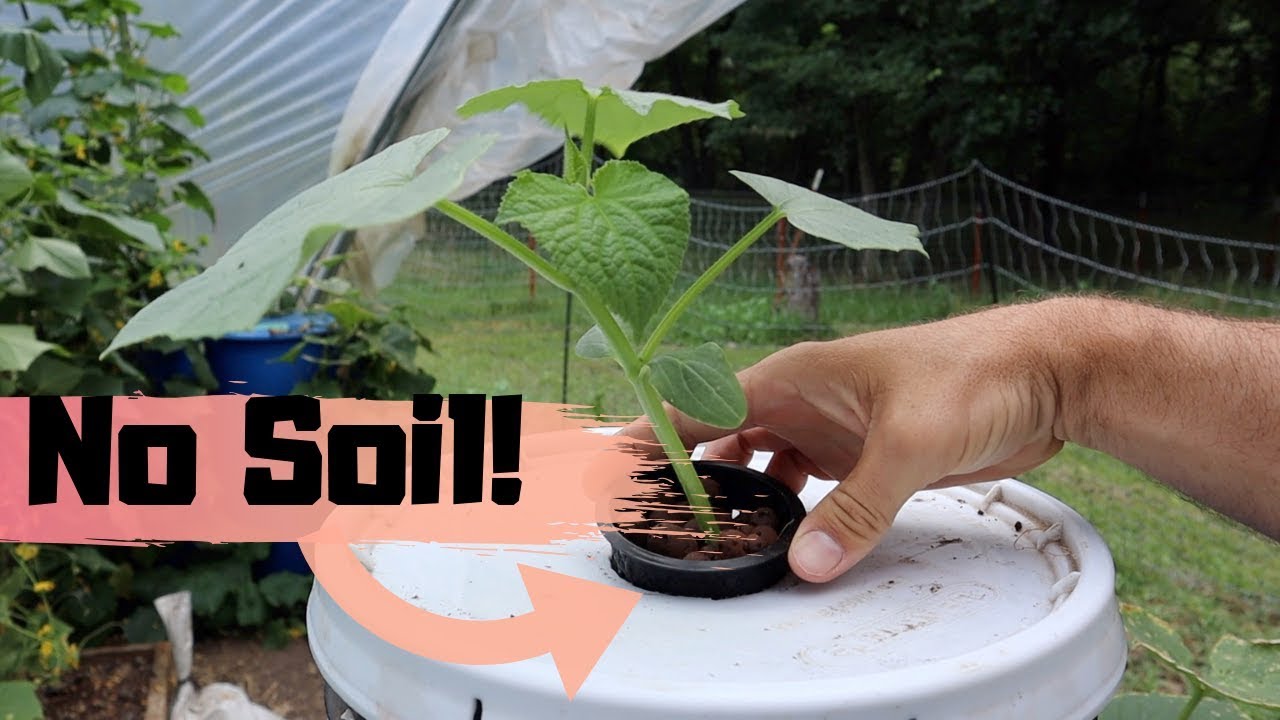 Soilless Cucumber Bucket Update It Works Youtube