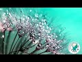 Musique Instrumentale De Consolation Et Pour Calmer Les Stresses 
