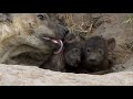 WE SafariLive- Cuteness overload at the Hyena den!