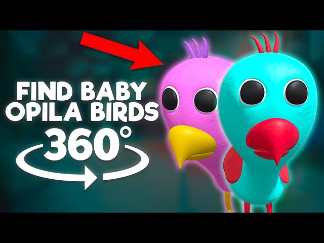 Opila Bird's Babies Are So Adorable 😍 full video on my  chann