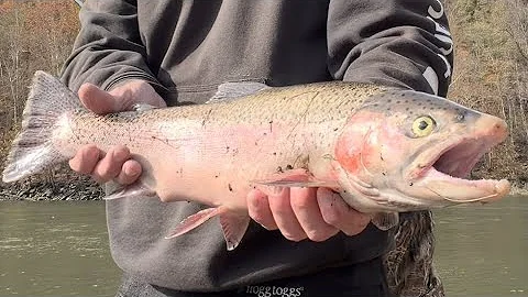 I’ve been fishing for Trout for 3 weeks now and finally caught one over 20” for my PB