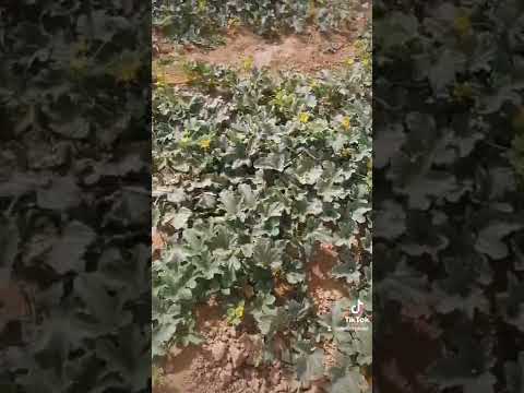 نصيحة زراعية مهندس زراعي استشارات زراعية معلومات زراعية مواد زراعية الشمام البطيخ الاصفر