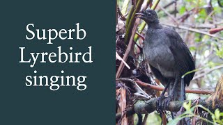 Superb Lyrebird singing in the rain 4K  Australian Birds