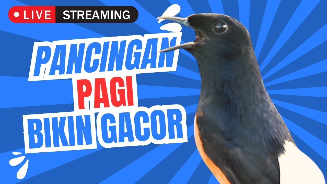 Live Streaming 12 Jan 2026