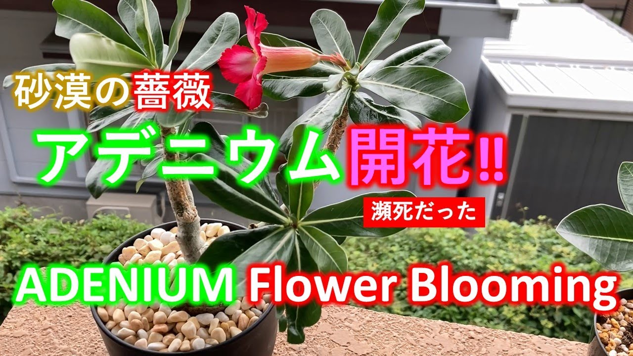 【砂漠の薔薇】　アデニウムが花を咲かせてくれた！　Desert Rose ADENIUM Flower Blooming!