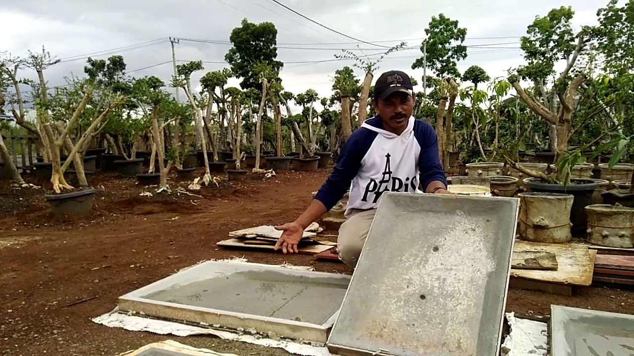 Cara Membuat Cetakan  Pot  Bonsai  Dari Kayu Membuat Itu