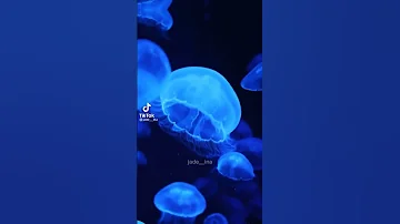 ڤیدیۆی تیک تۆک بە جوانی 