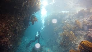 Laguna Beach Scuba Diving  Shaw's Cove in December