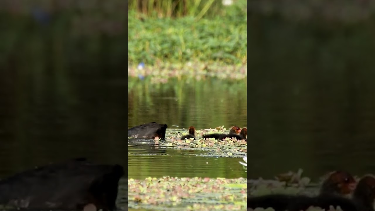 Eurasian coot