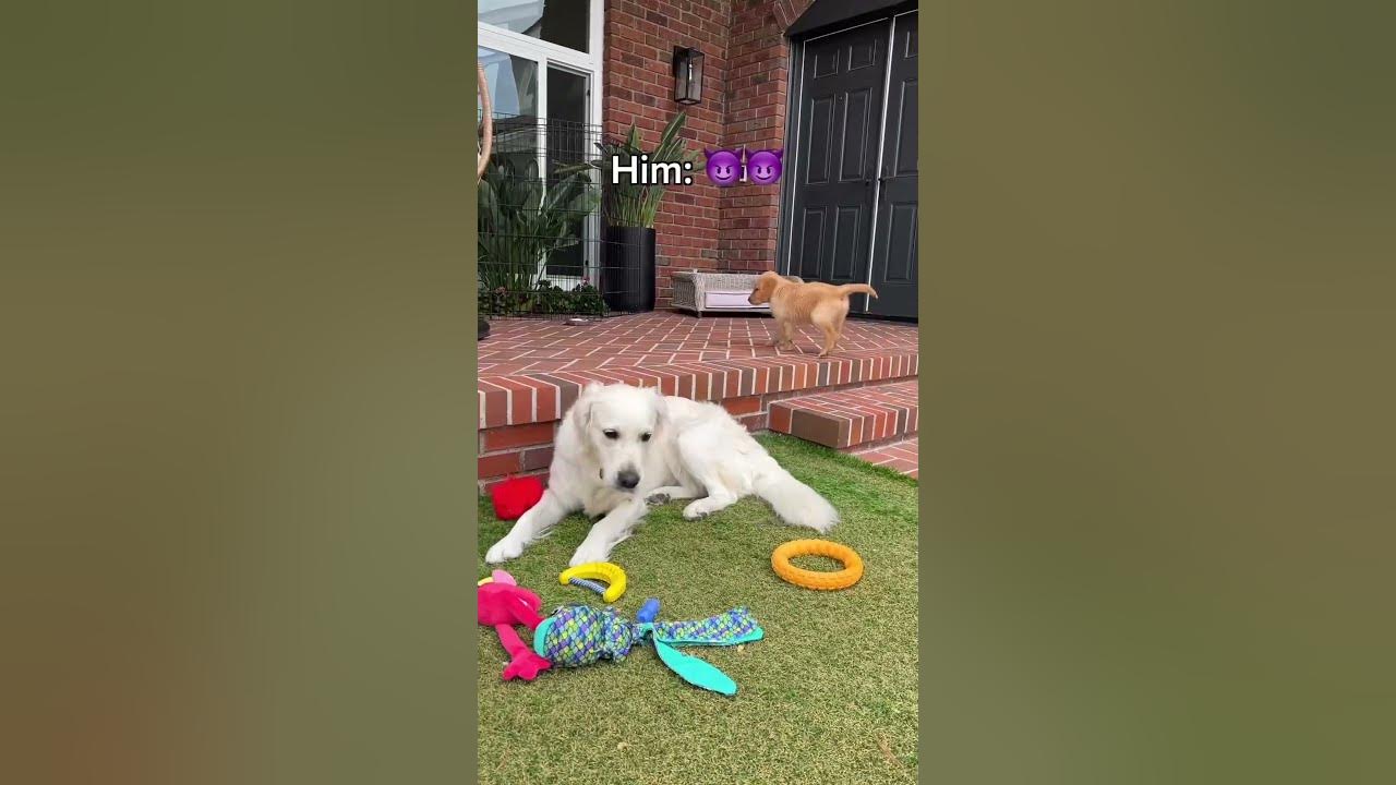 Puppy JUMPS on my Dogs Head!! YouTube