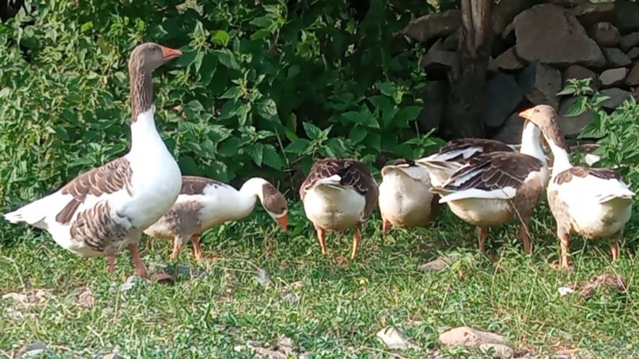 Qazları neçə il saxlamaq olar ❓