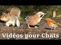 Vidéos Pour Les Chats ~ Petits Oiseaux Partout