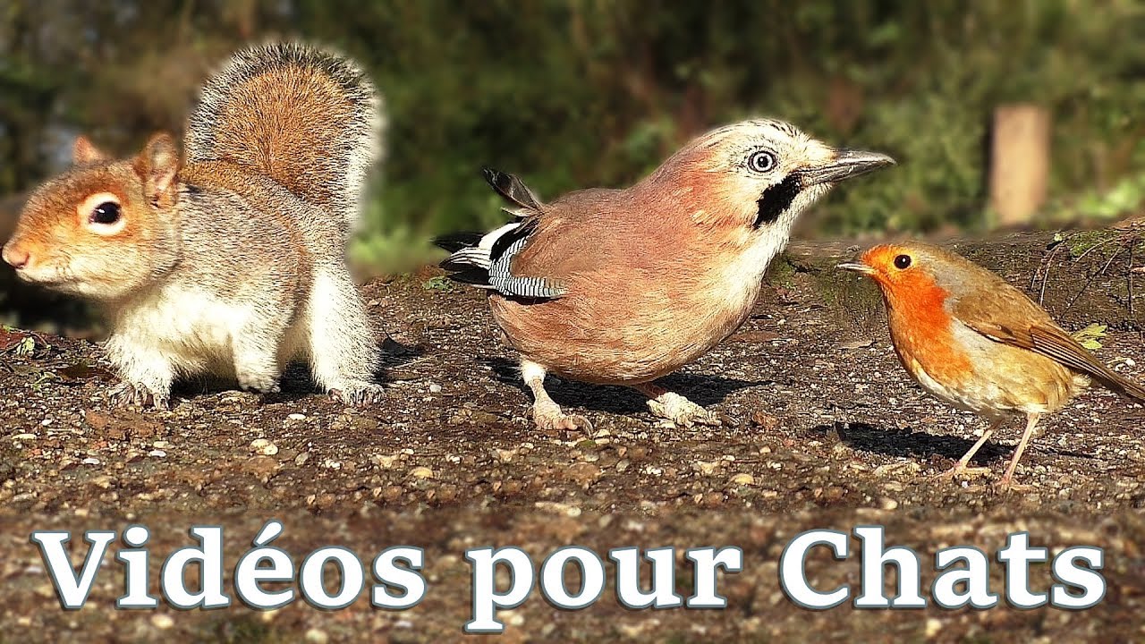 Vidéos Pour Les Chats ~ Petits Oiseaux Partout