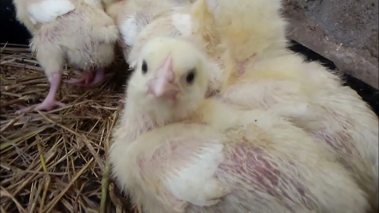 Broiler Chicken bedding Day 7 YouTube