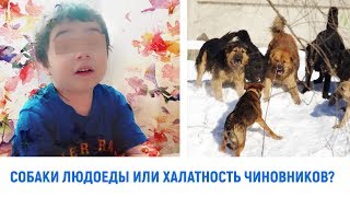 Собаки людоеды или халатность чиновников? Собаки людоеды или халатность чиновников?