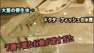 神秘的大量の寄生虫'アニサキス'をドクターフィッシュの水槽に入れた結果・・・